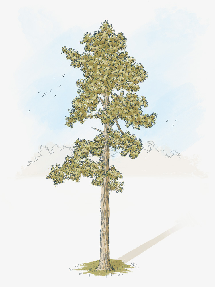 Southern Yellow Pine Tree Drawing