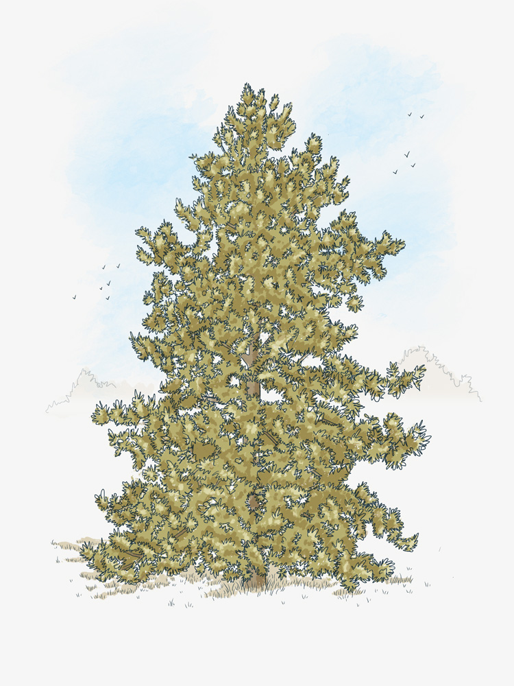 Spruce Pine Tree Drawing