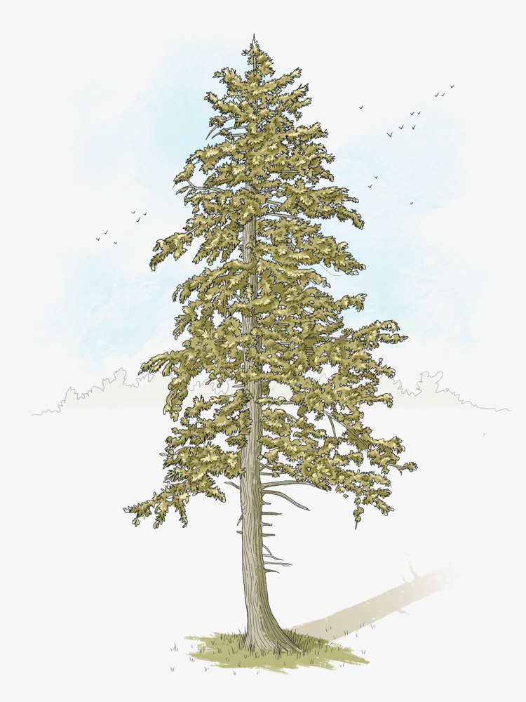 Douglas Fir Larch Tree Drawing